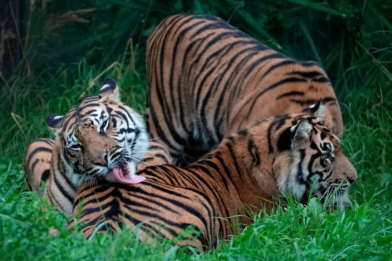 London Zoo's animals, from tarantulas to tigers, get their annual weigh-in