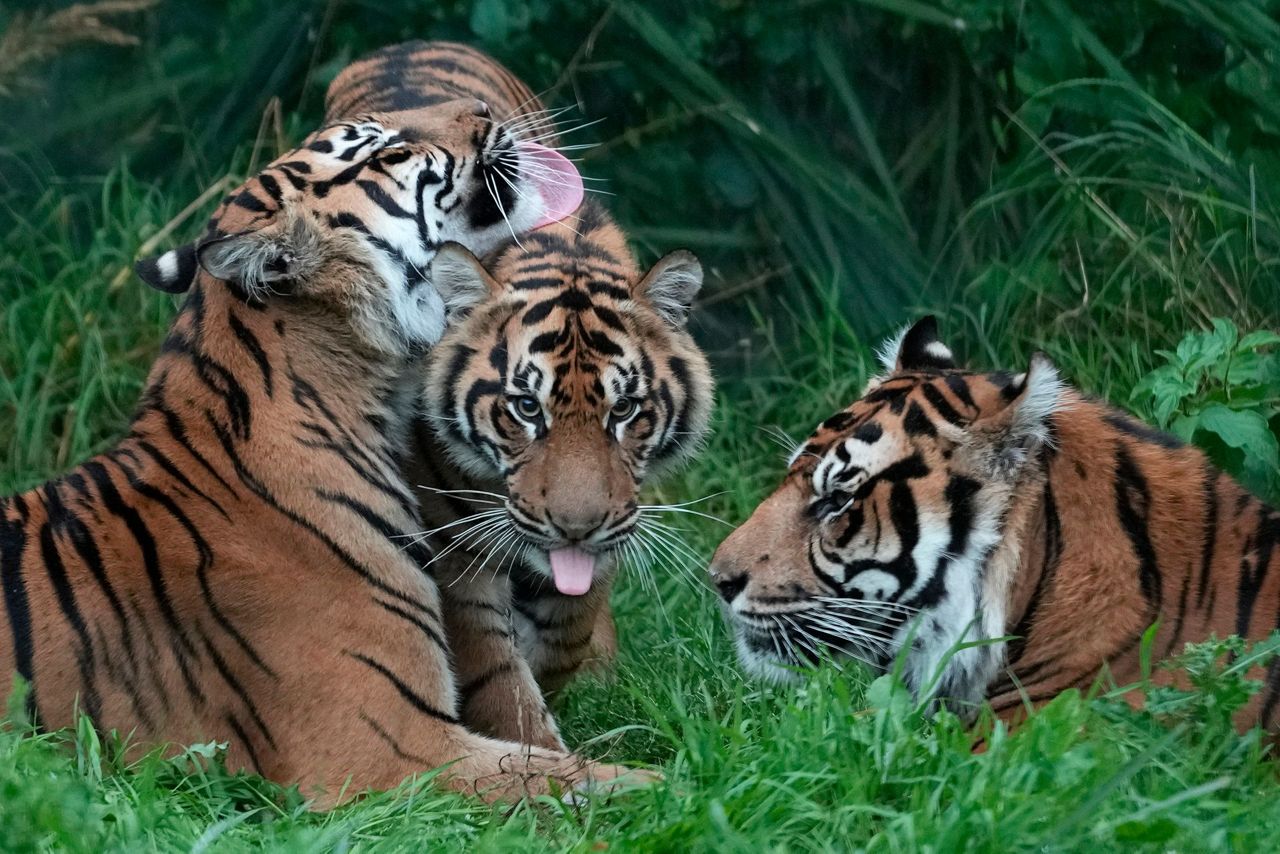 London Zoo's animals, from tarantulas to tigers, get their annual weigh-in