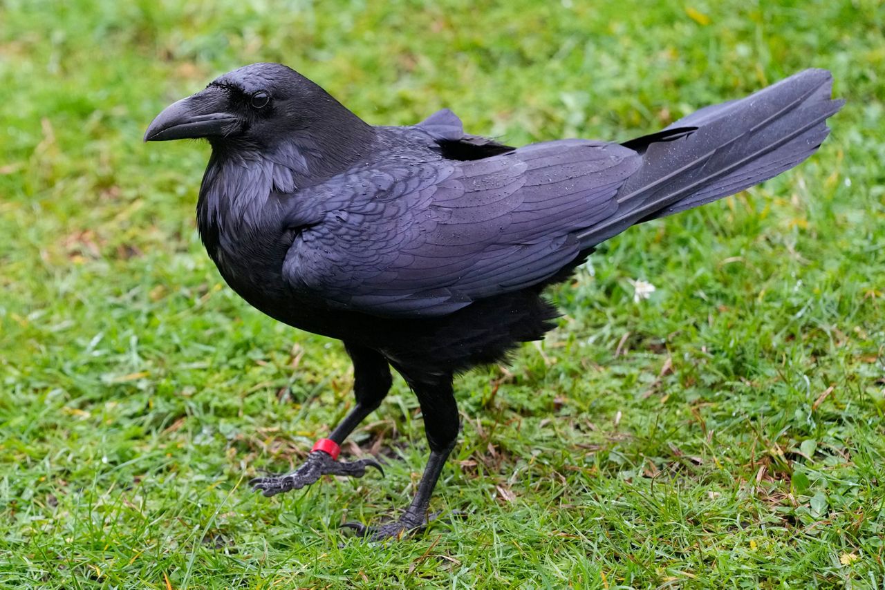 The Tower of London's new ravenmaster takes charge of the landmark's ...