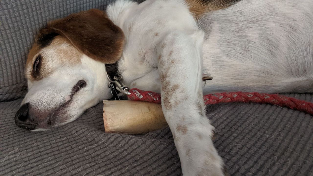 Broccoli sleeps with a bone.