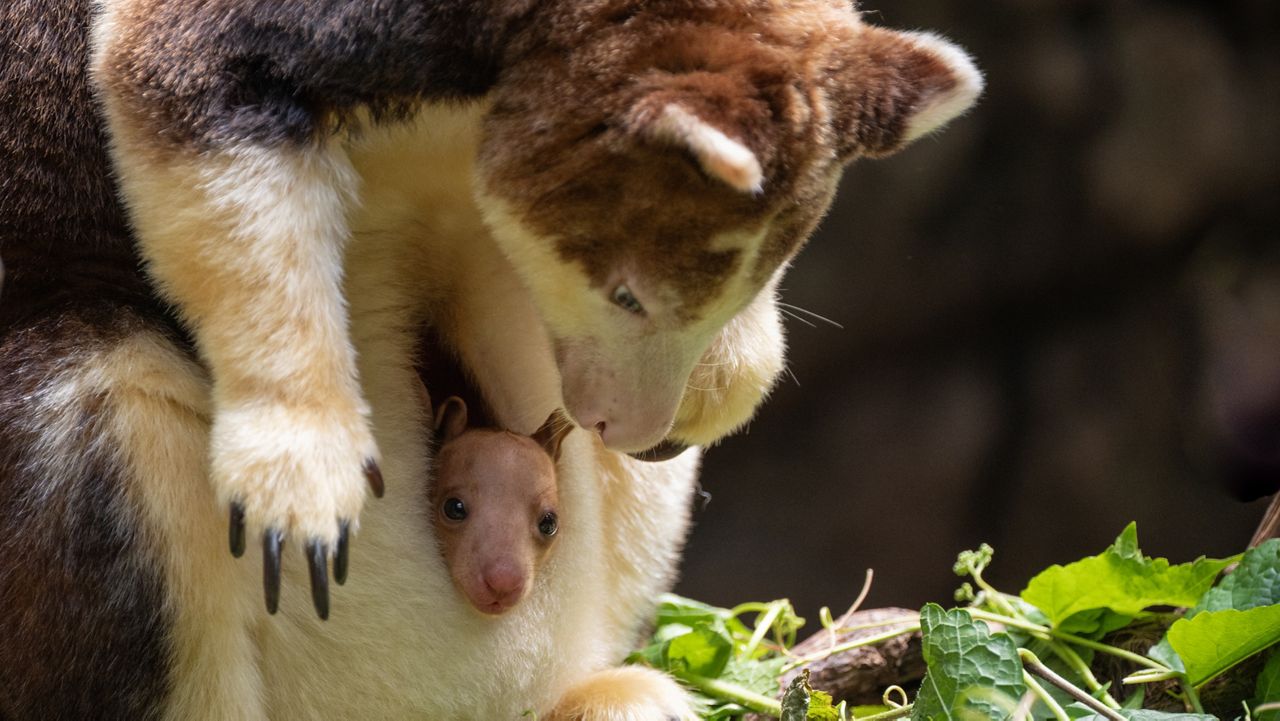 The Bronx Zoo’s new baby tree kangaroo takes its first leap