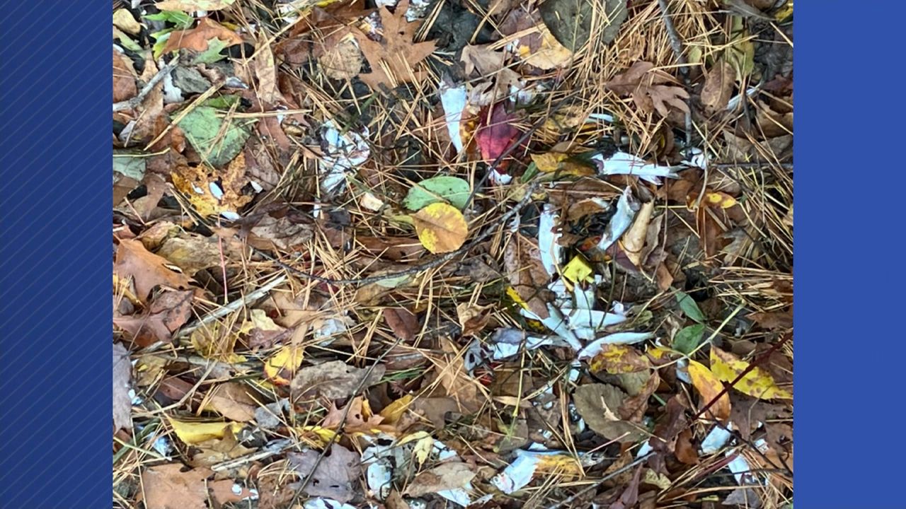 Thousands of alewives like these were found dead in Brunswick along the banks of the Androscoggin River beginning on Sunday. (Free the Andro)