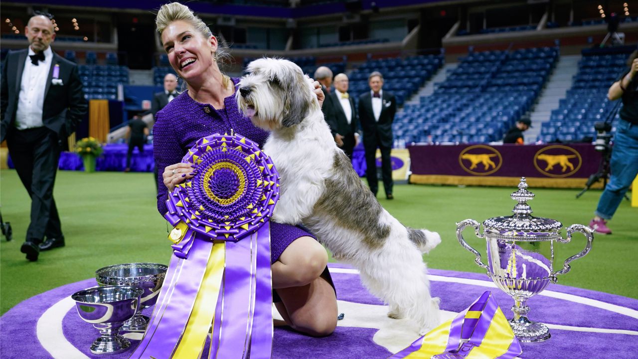 Handler Janice Hays poses for photos with Buddy Holly, a petit basset griffon Vendéen, after he won best in show during the 147th Westminster Kennel Club Dog show, Tuesday, May 9, 2023, at the USTA Billie Jean King National Tennis Center in New York. (AP Photo/Mary Altaffer)