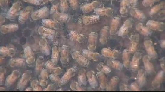 Annual BugFest Held at NC Museum of Natural Sciences