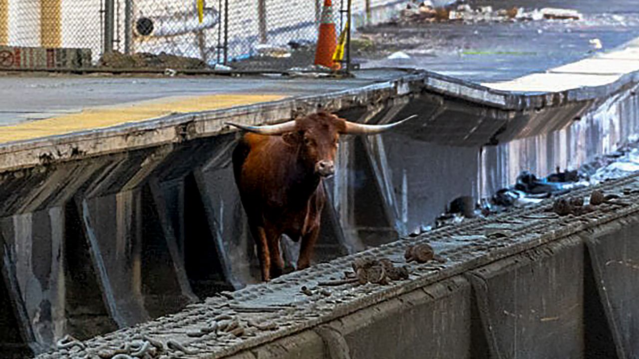 Bull loose at Newark Penn Station disrupts rail traffic
