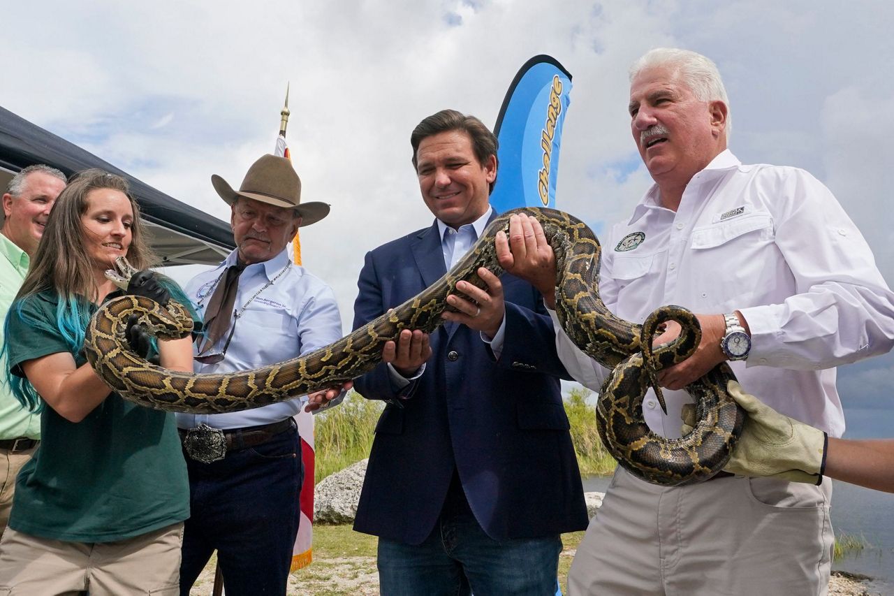 DeSantis announces Burmese Python hunting contest for July