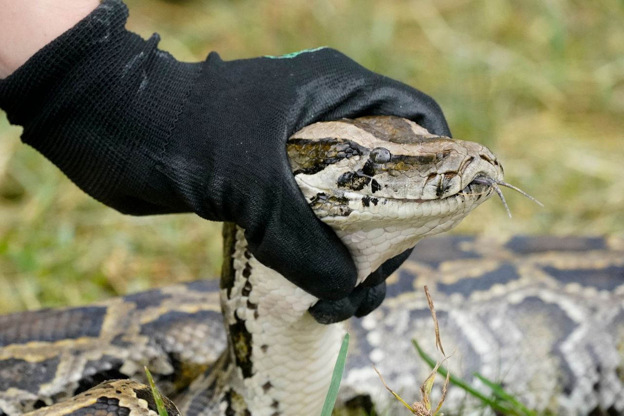 DeSantis announces Burmese Python hunting contest for July