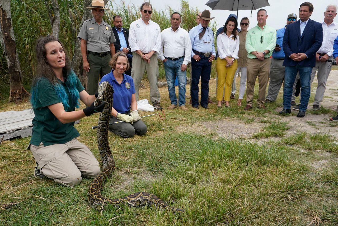 DeSantis announces Burmese Python hunting contest for July