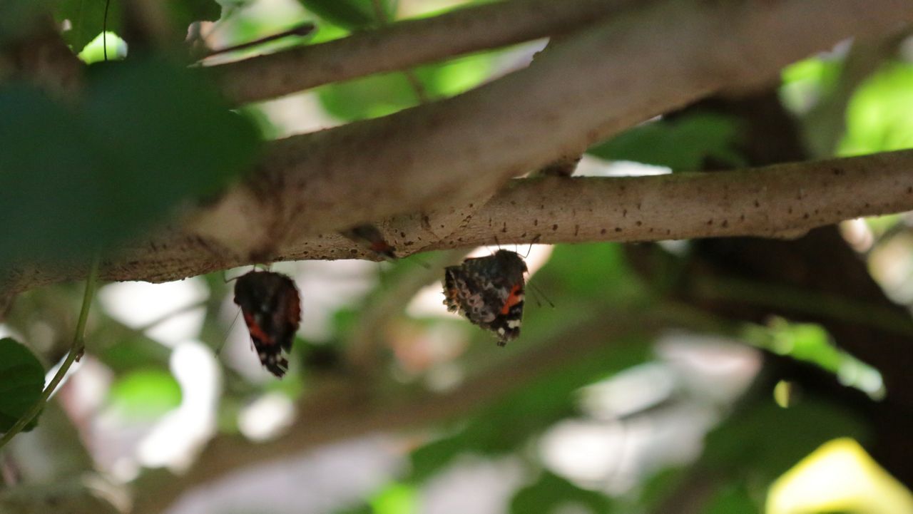 Kamehameha butterflies perched on a mamaki tree inside the Honolulu Zoo's butterfly exhibit. (Spectrum News/Brian McInnis)