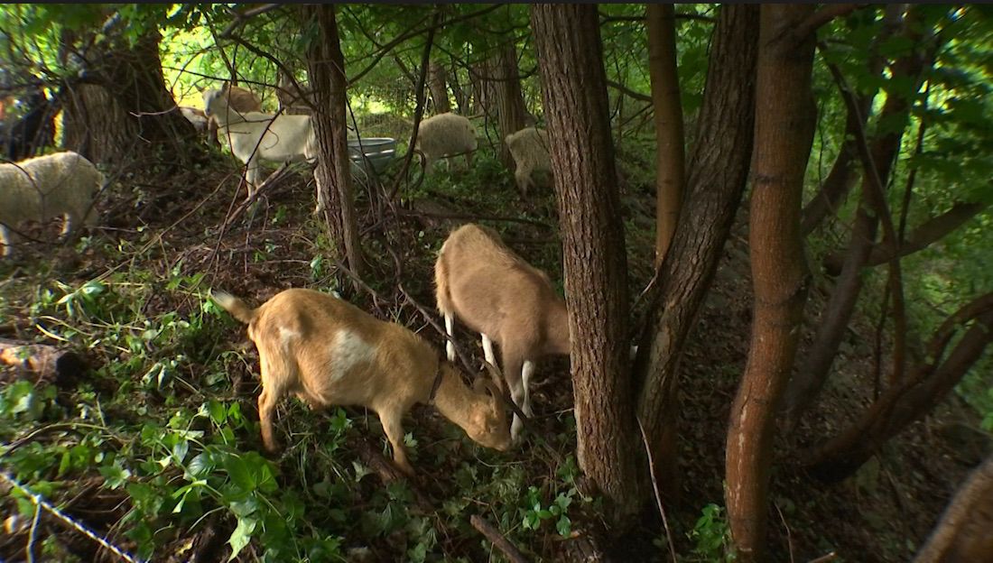 A hard day’s work often results in a hearty appetite. In Greece Canal Park, a herd of goats eats like it’s their job. (Spectrum News 1)