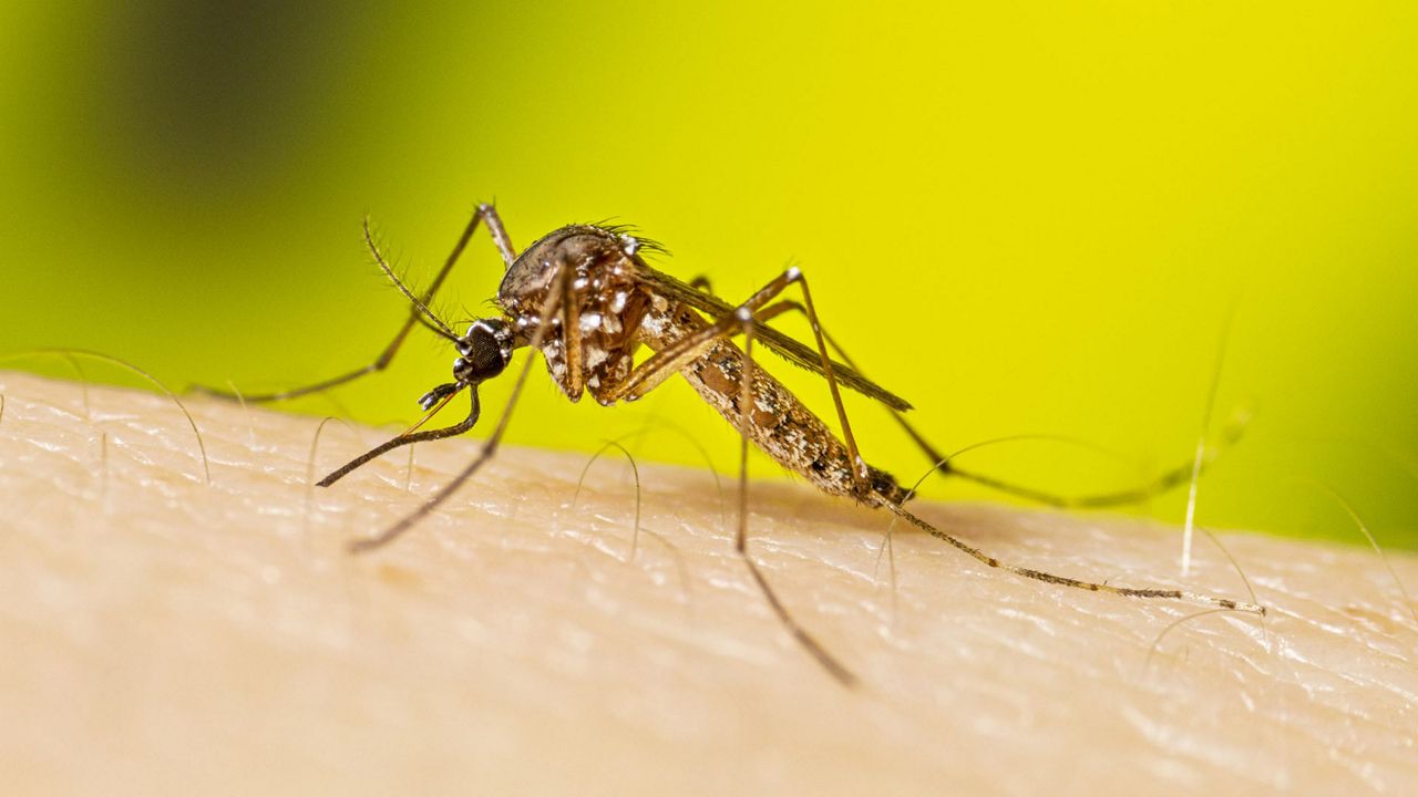 A female Aedes aegypti mosquito starts to take blood for a meal. (Photo courtesy of the CDC)