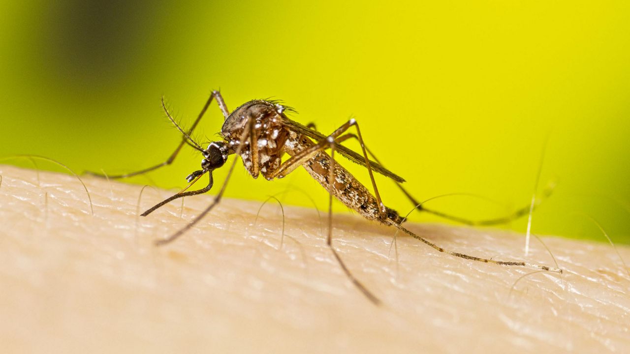 West Nile virus found in mosquitos and birds across Illinois