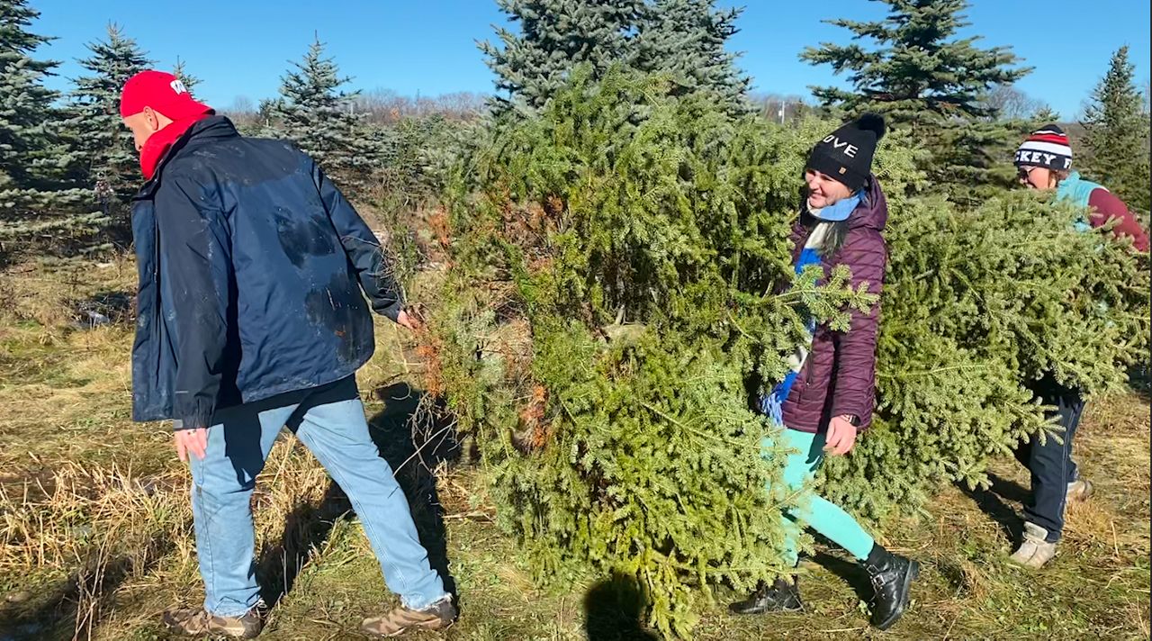 Families get into holiday spirit with Christmas tree harvest