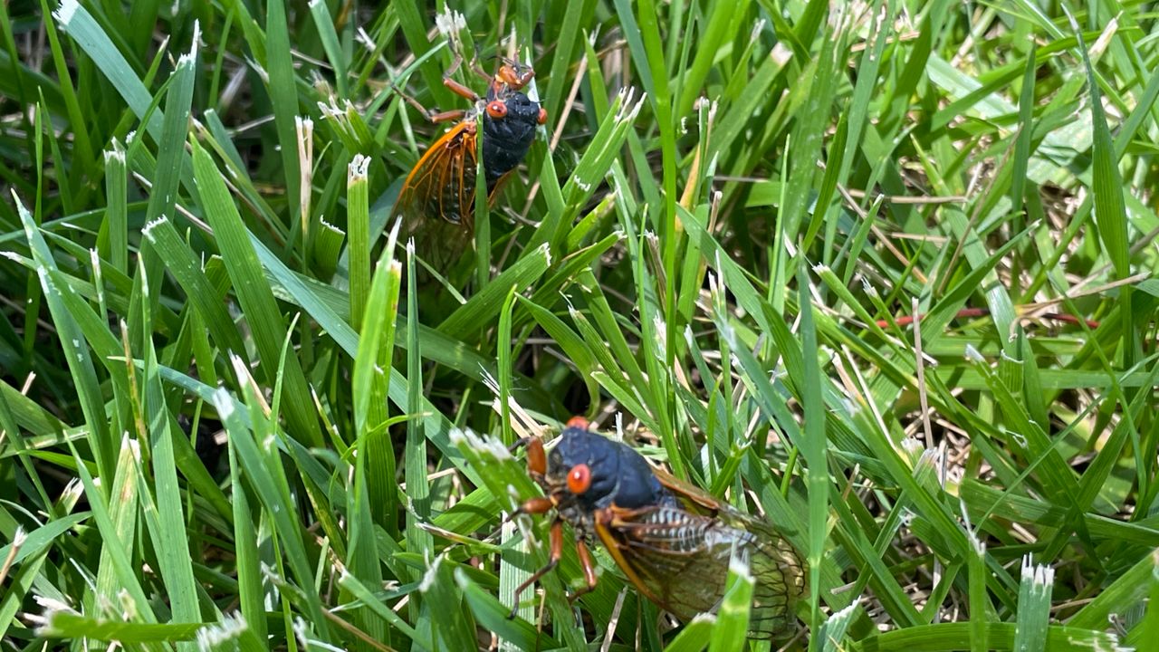 cicada