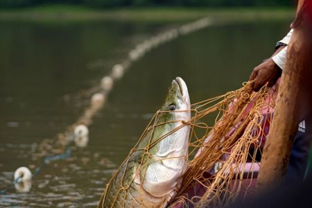 Arapaima Alert: 's Biggest Fish Is Going Extinct