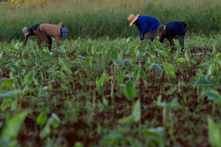 Transgenic Hybrid Corn Harvest Boosts Cuba's Confidence in Corn
