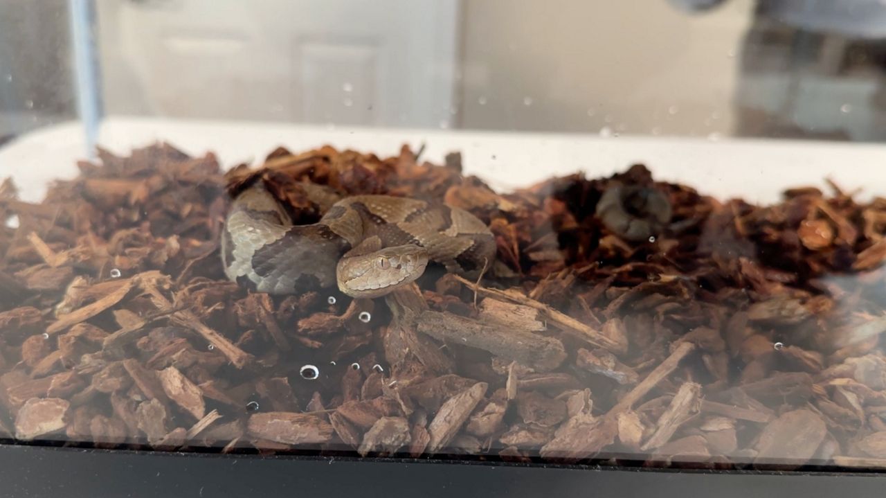 Copperhead snake captured by Chavis (Josh Conner/Spectrum News 1)