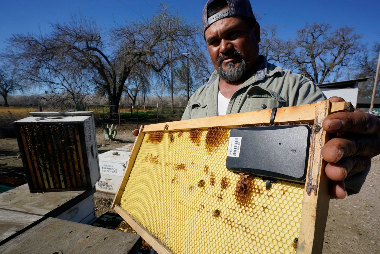 Beekeepers turn to anti-theft technology as hive thefts rise - Vimarsana News