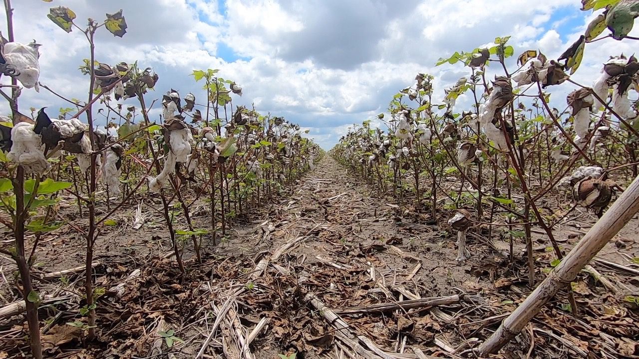 Texas is No. 1 in U.S. cotton production, and the farmers need your support