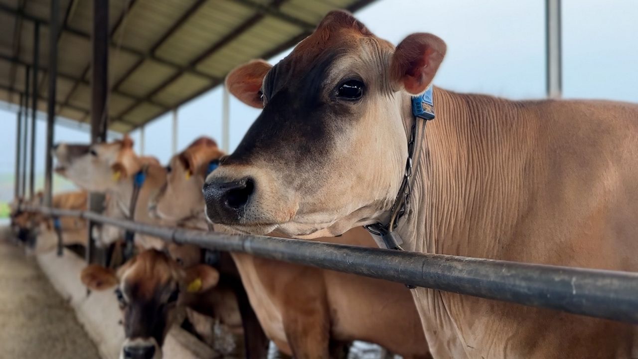 Bird flu found in North Carolina cow herd, officials say