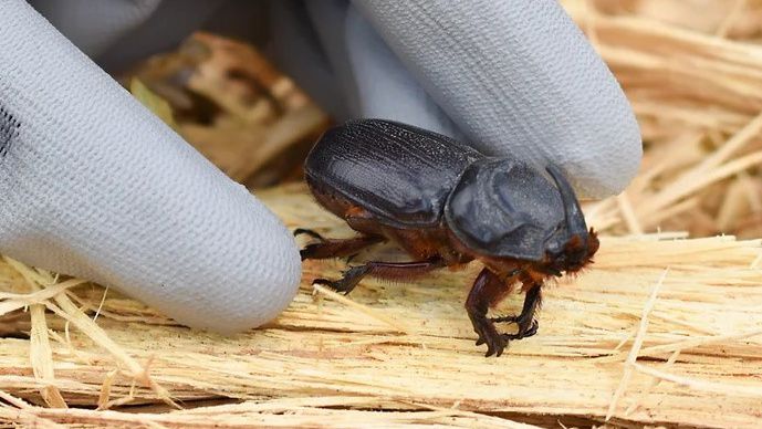 The coconut rhinoceros beetle is a serious threat to palm trees. (Photo courtesy of the Hawaii Department of Agriculture)