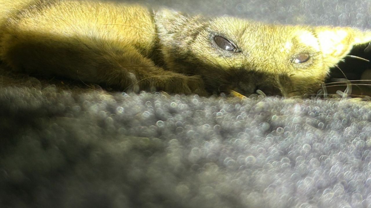 A ringtail. (San Antonio Animal Care Services)