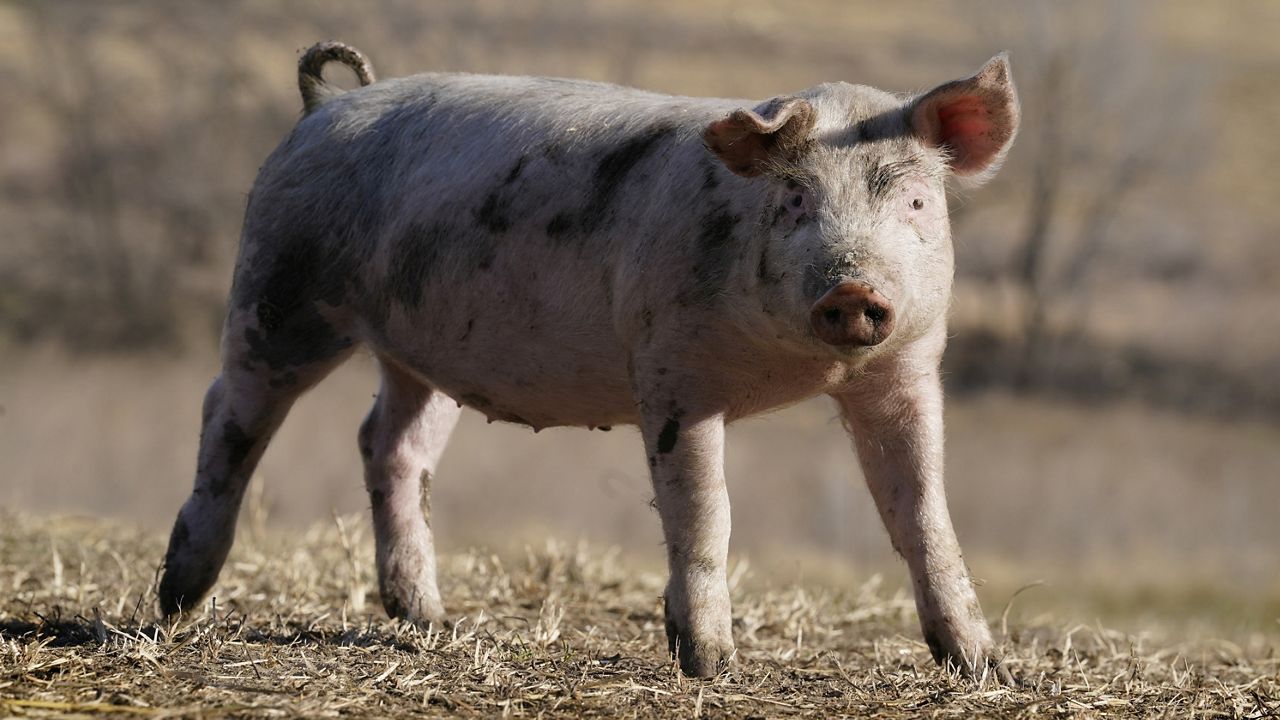 In this Dec. 2, 2021, photo a hog walks in a pasture on a farm near Elliott, Iowa. (AP Photo/Charlie Neibergall)