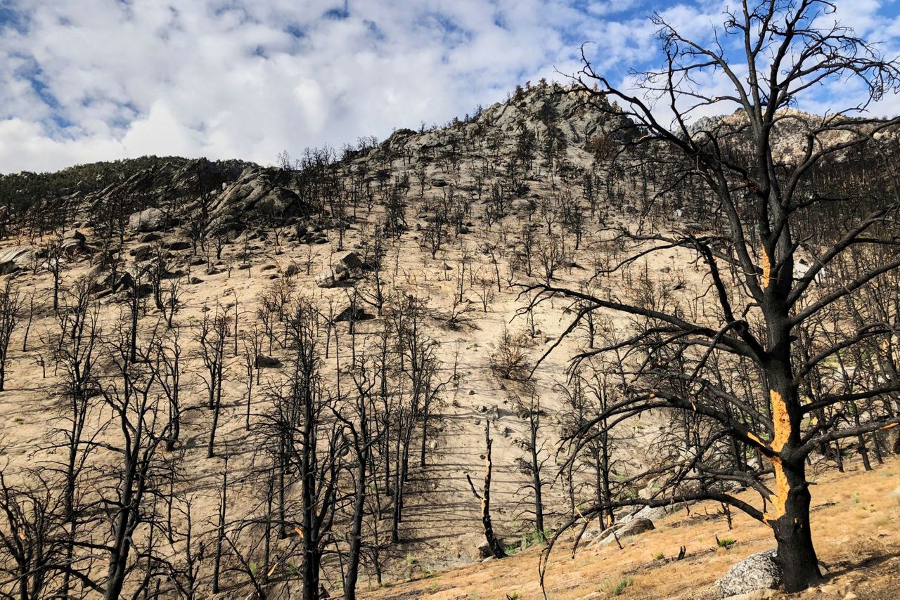 Life gradually returns a year after fire chars Sierra Nevada