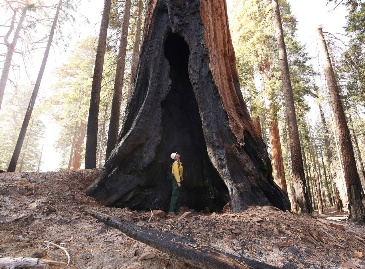 Sequoia National Park Opens Giant Forest That Survived Fire 