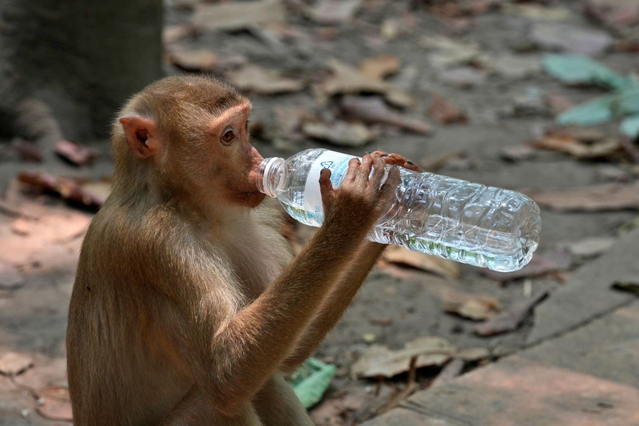 Cruelty for clicks: Cambodia is investigating YouTubers' abuse of ...