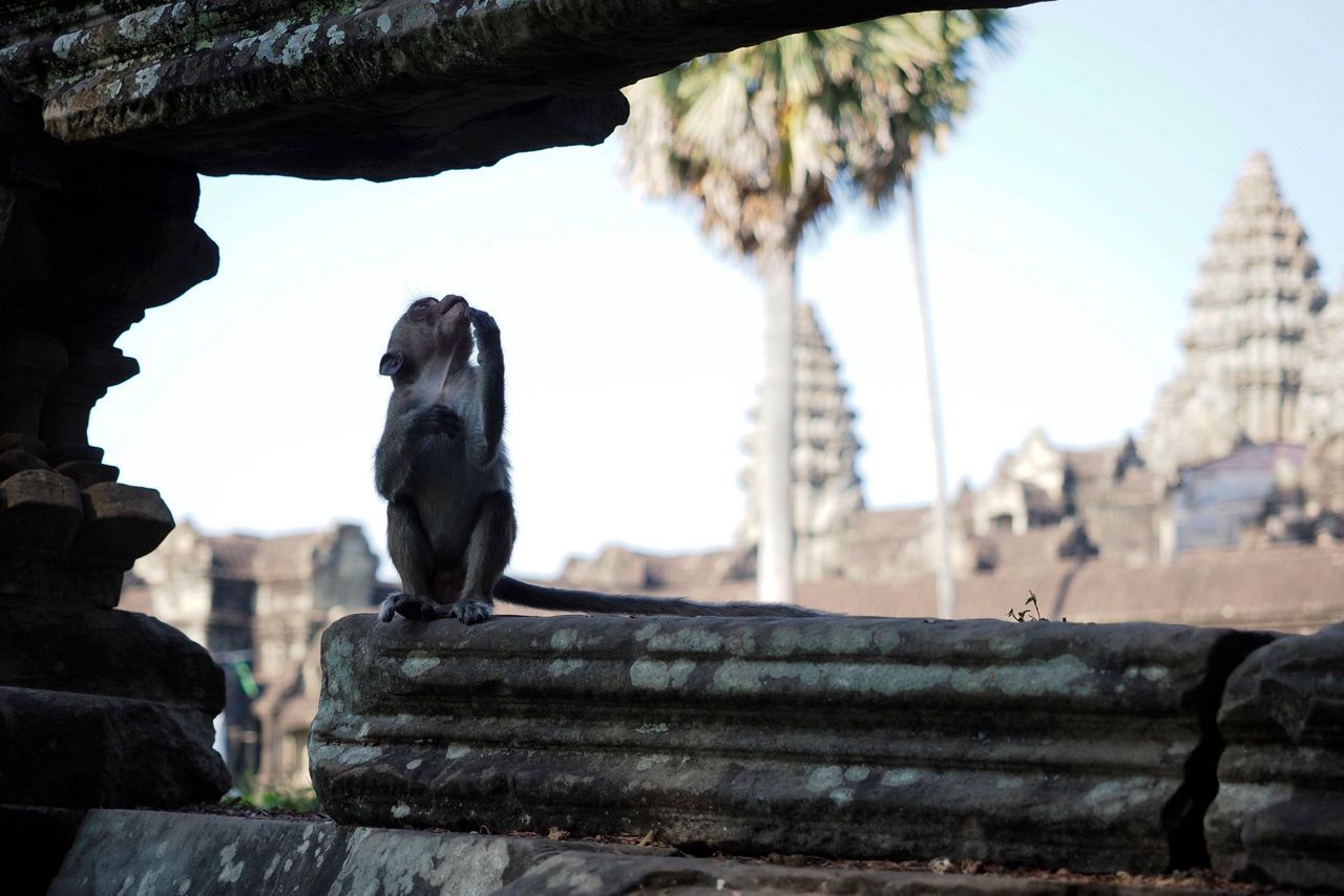 Cruelty for clicks: Cambodia is investigating YouTubers' abuse of ...