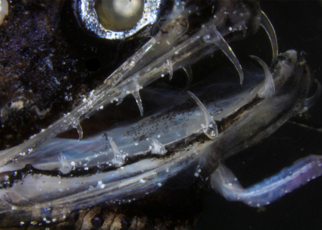 Scientists crack secret of fish's deadly, transparent teeth
