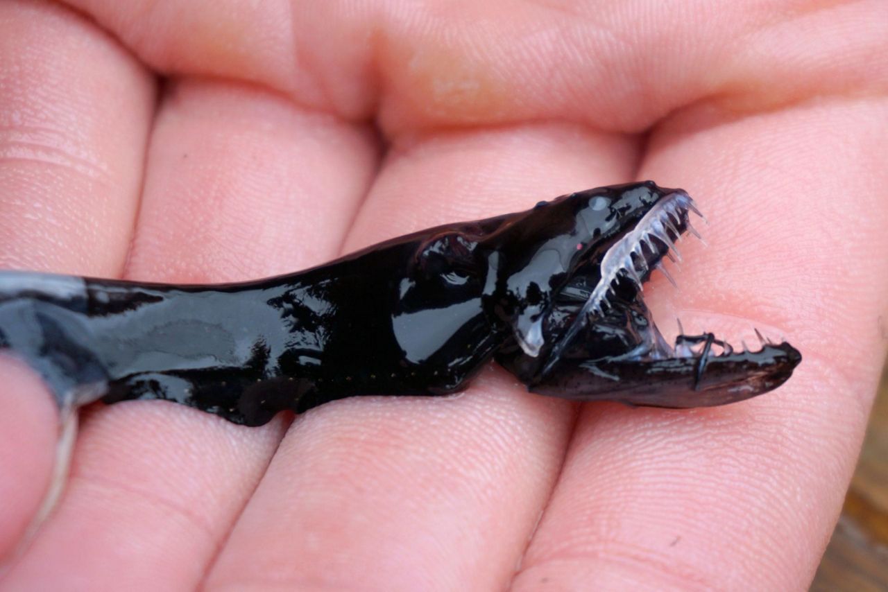 Scientists crack secret of fish's deadly, transparent teeth