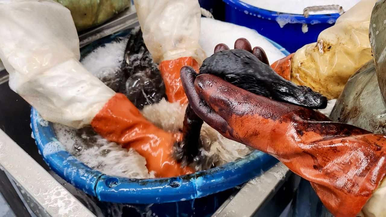 International Bird Rescue workers wash a Canada goose (Photo courtesy of JD Bergeron)