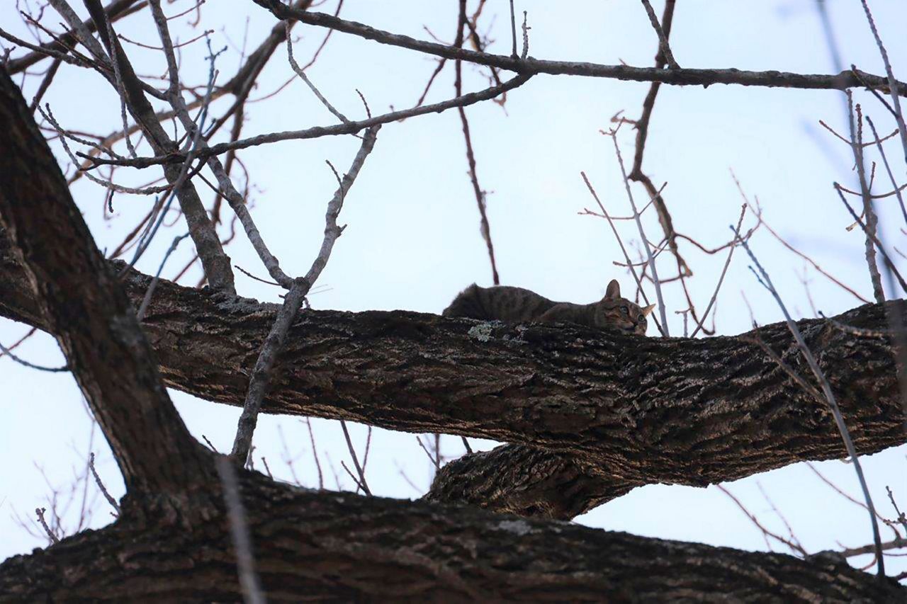 Indiana boy rescued after getting stuck in tree rescuing cat