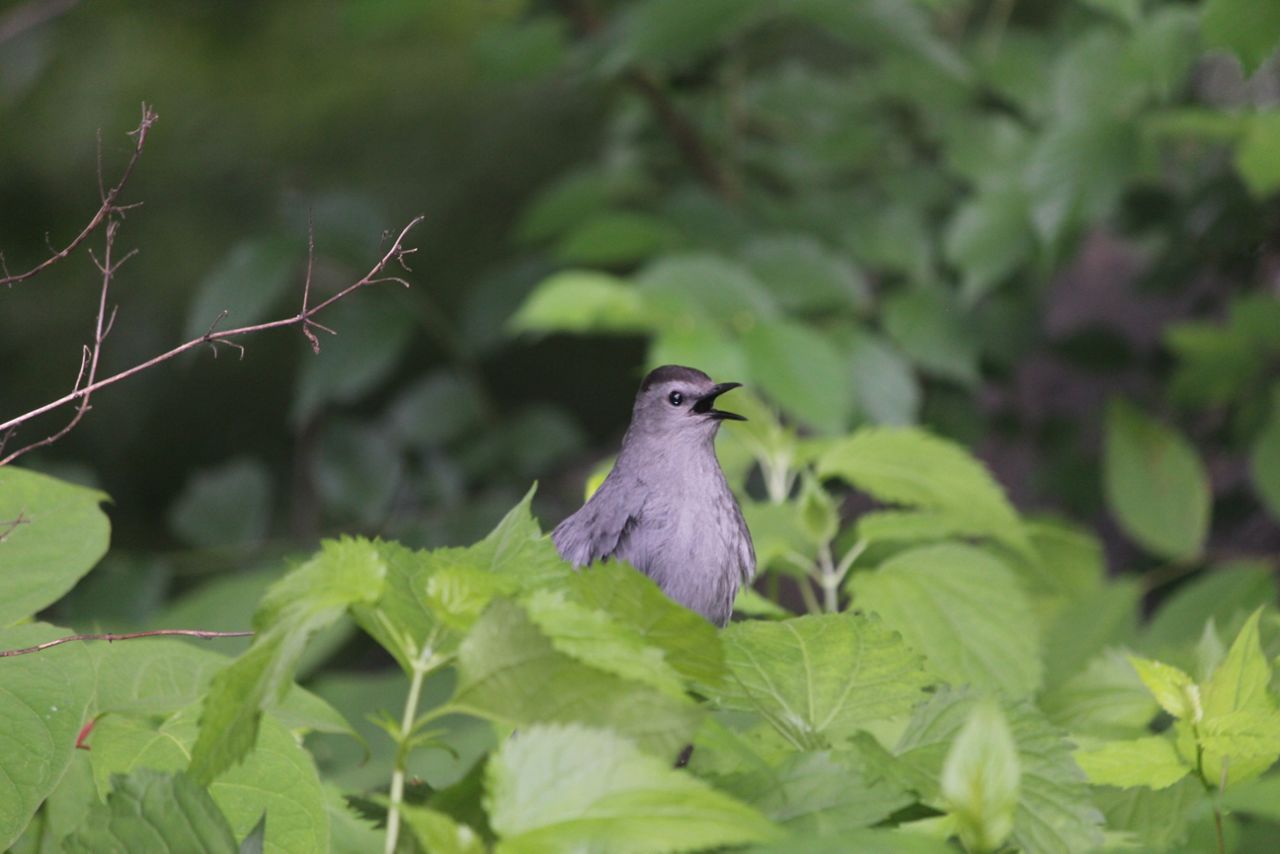 catbird