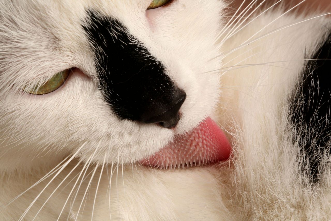 the-scoop-on-how-your-cat-s-sandpapery-tongue-deep-cleans