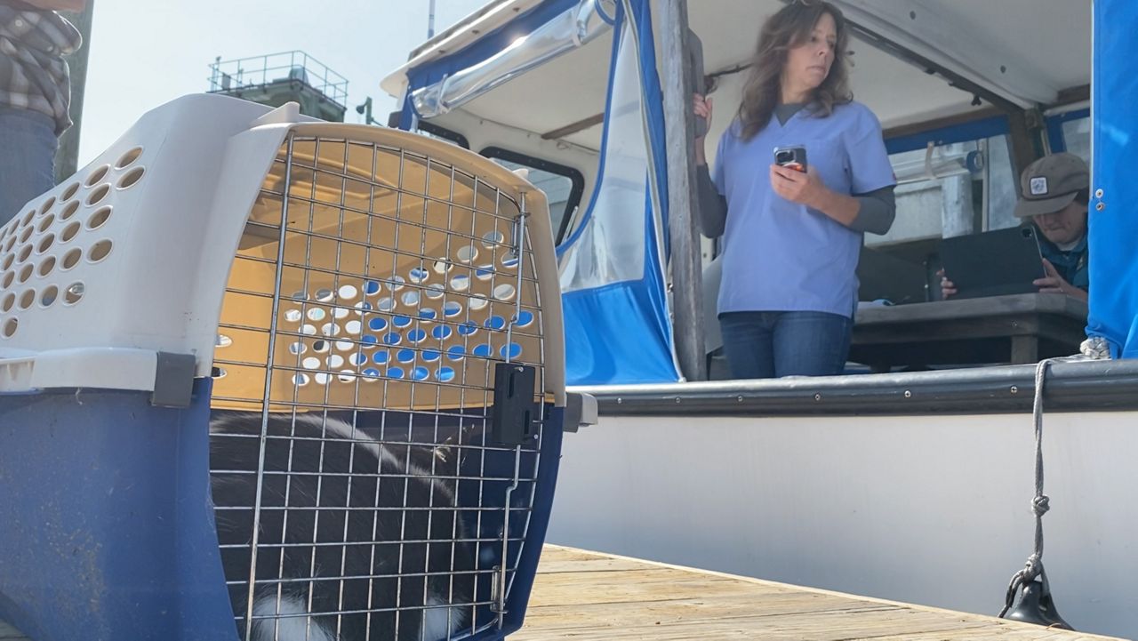 Leo and Marsha, two one-year-old cats, wait in their carrier on the Peaks Island dock next to Dr. Kate Domenico's converted lobster boat, which she uses twice a week to bring house calls to pet owners on islands in Casco Bay who need veterinary service. (Spectrum News/Sean Murphy)