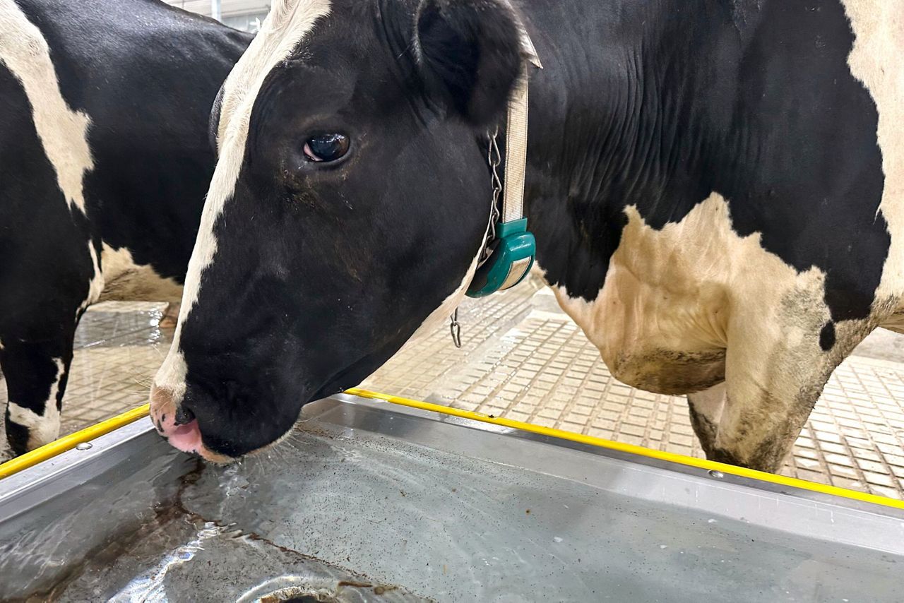 It’s moo-ving day for dairy cattle at Michigan State University