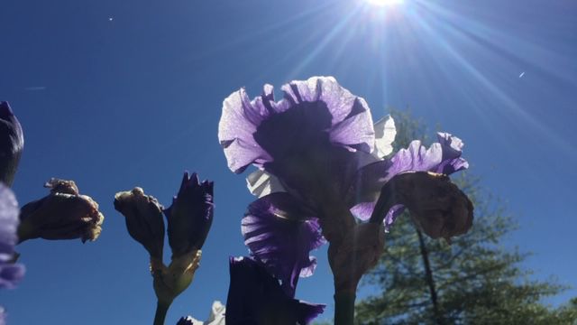 flower sun