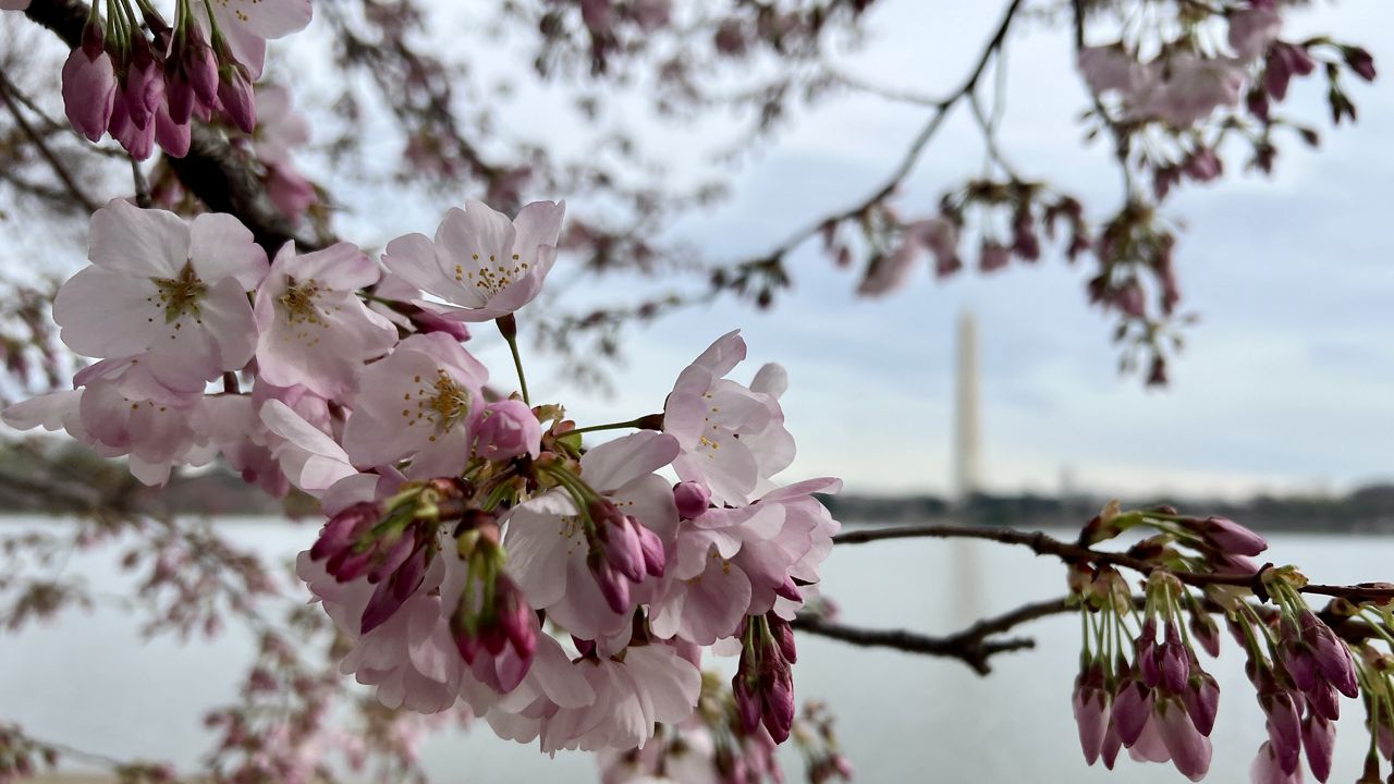 Cherry Blossoms along the Tidal Basin in Washington, D.C.