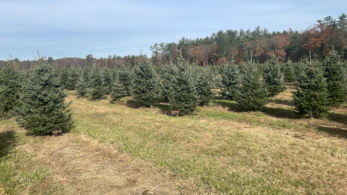 Christmas tree farm to have fewer trees this year