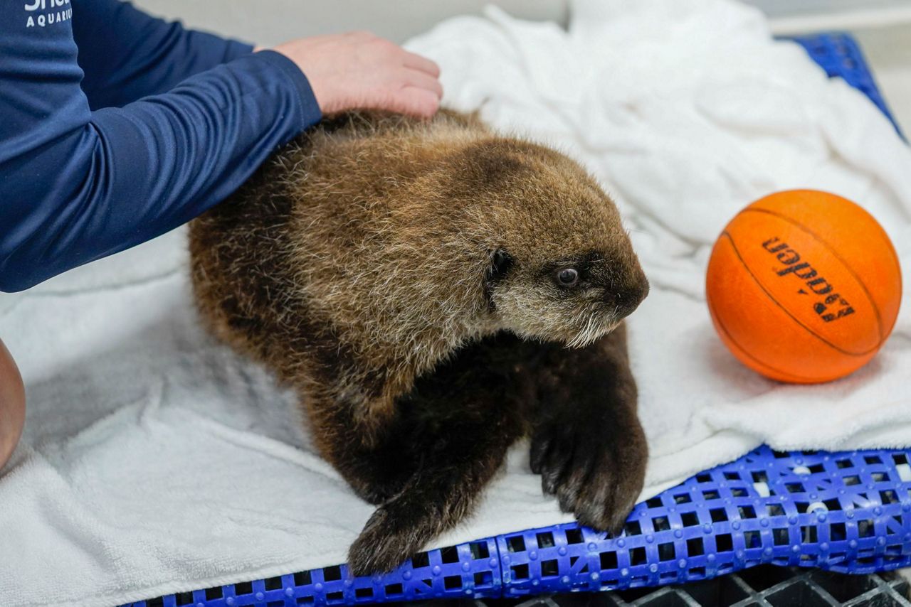 A sea otter pup found alone in Alaska has a new home at Chicago's Shedd ...