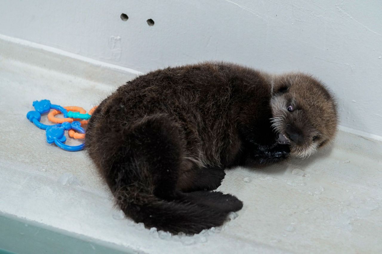 A sea otter pup found alone in Alaska has a new home at Chicago's Shedd