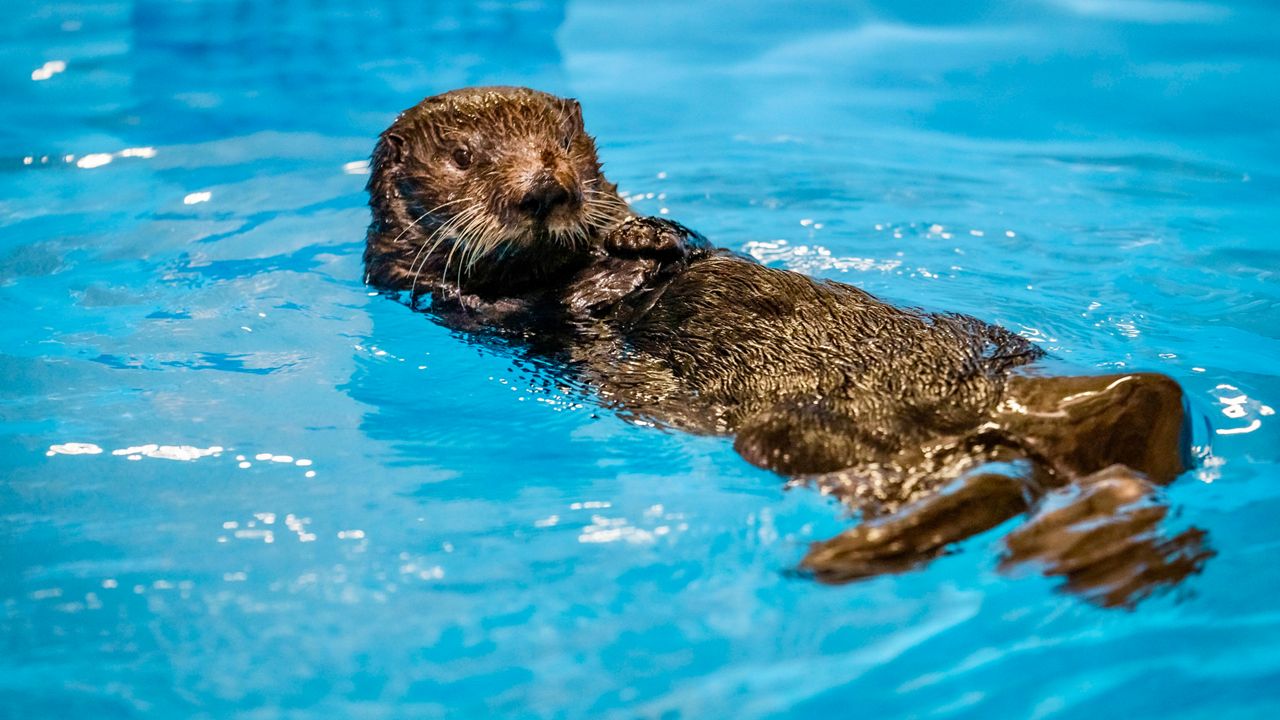 Sea otter helps educate people about plight of species