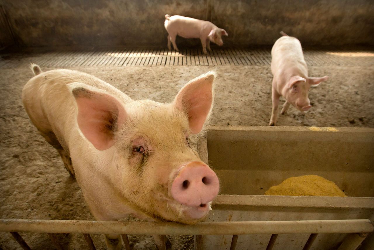 China food prices jump despite effort to ease pork shortage