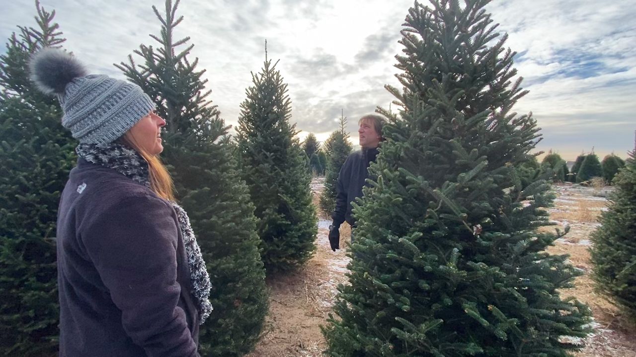 Best Snow Wisconsin Christmas 2022 Wisconsin Christmas Trees Growers Ready For A Strong Year