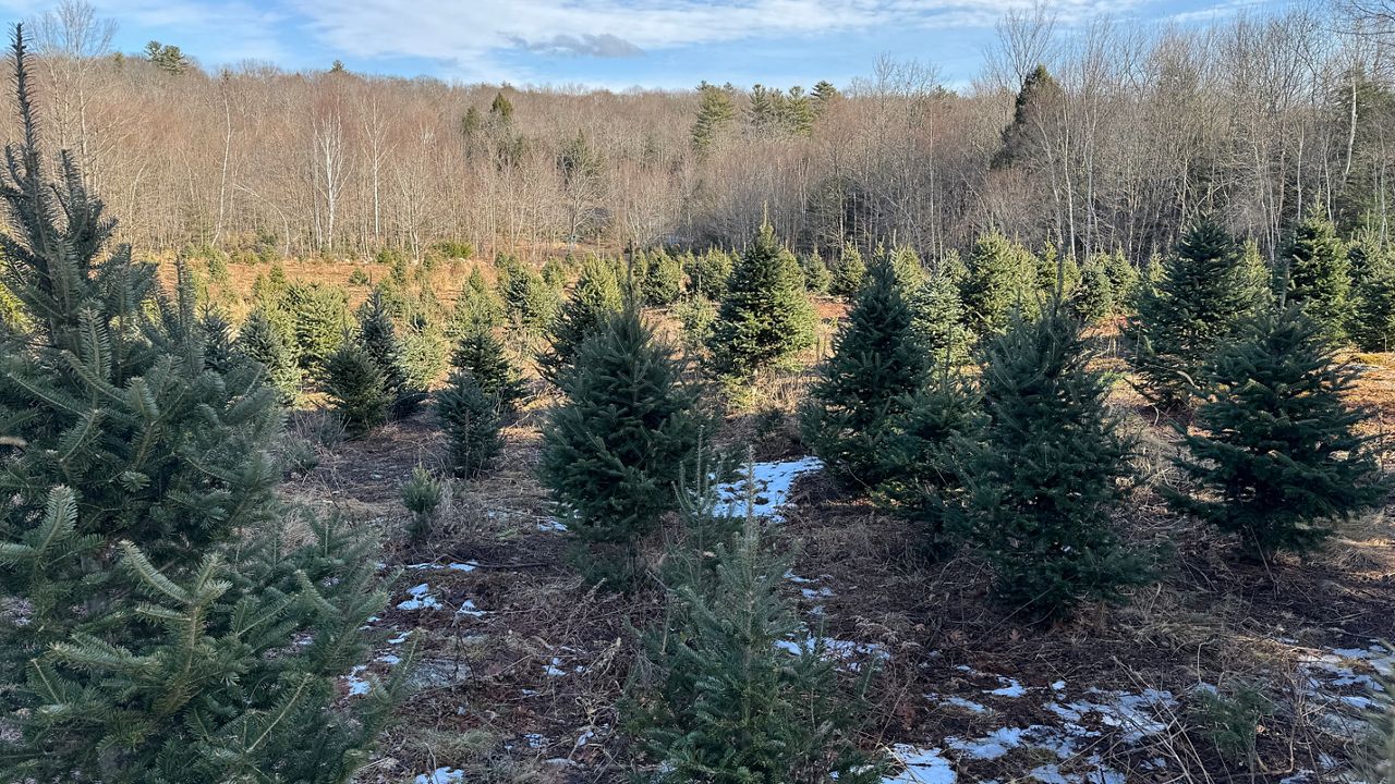 Christmas trees outside Balsam Ridge in Raymond, ME on Dec. 18. The Christmas tree industry is responsible for generating $18 million a year in direct economic impact while supporting roughly 100 jobs. (Spectrum News/Matthew Jaroncyk)