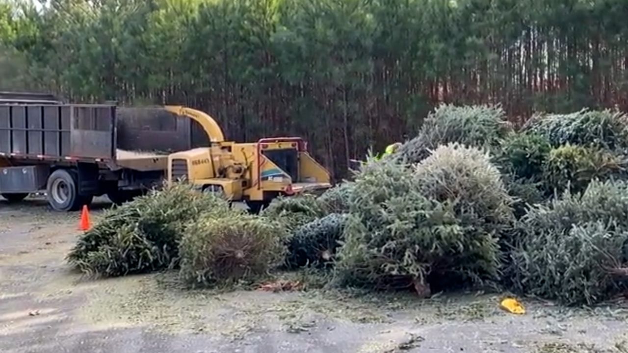 Where to recycle your Christmas tree in Texas