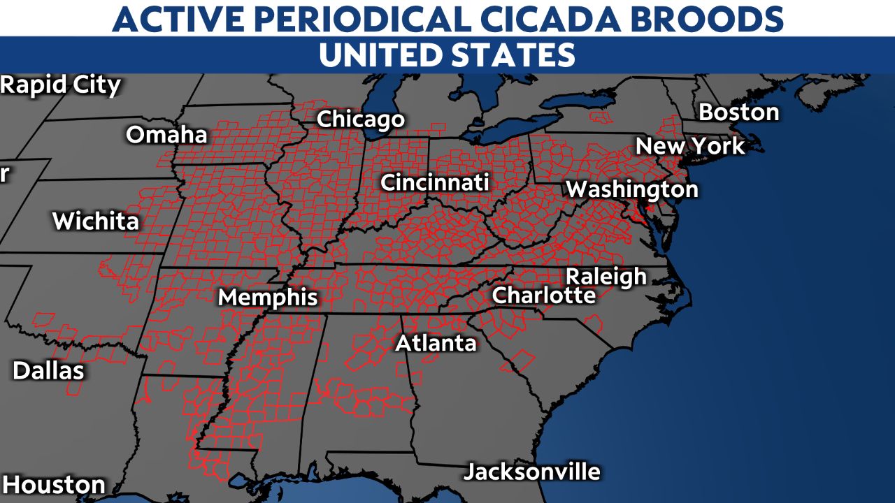 Why we haven't seen many cicadas this year